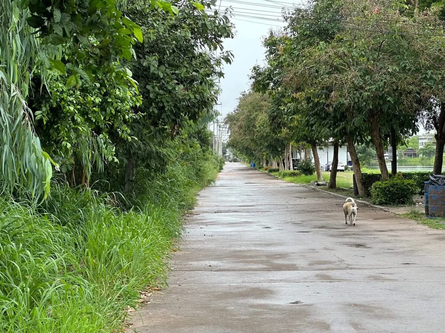 19-Rai Land for Sale — photo 3